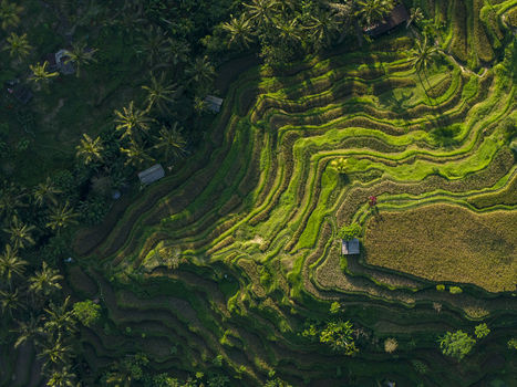 Aerial view of Tegallalang Rice Terrace with lush green tiered paddies palm trees and small huts under soft morning light in Kecamatan Tegallalang Bali Indonesia. Aerial view of Tegallalang Rice Terrace with lush green tiered paddies palm trees and small huts under soft morning light in Kecamatan Tegallalang Bali Indonesia.