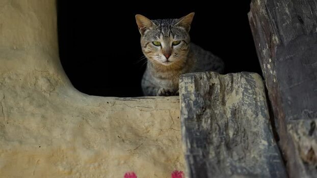 View of a tabby cat sitting in a rustic window Nepal.