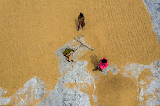 Brahmanbaria Bangladesh 15 August 2021 Aerial view of people spreading and drying harvested rice grains on a concrete surface.