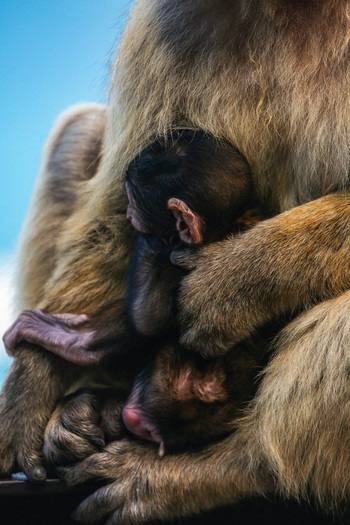 View of a Barbary macaque mother gently cradling her tiny dark faced infant against her soft tawny fur a tender moment of motherhood Gibraltar Gibraltar. View of a Barbary macaque mother gently cradling her tiny dark faced infant against her soft tawny fur a tender moment of motherhood Gibraltar Gibraltar.