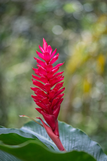 View of a vibrant red ginger flower blooming in a lush tropical garden in Costa Rica.