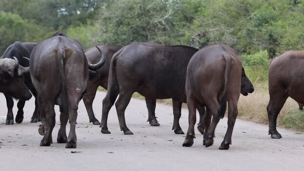 View of Cape buffaloes walking across a paved road South Africa.