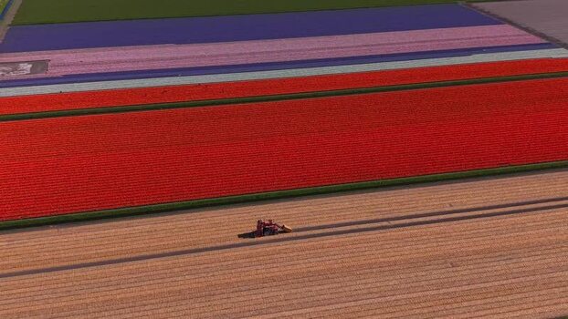 Aerial view of colorful tulip fields and a tractor in Heiloo Netherlands.