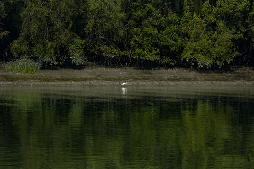 View of a white egret standing on the muddy riverbank of the Sundarban mangrove forest with lush green trees reflecting in the calm water in Khulna Khulna Division Bangladesh.