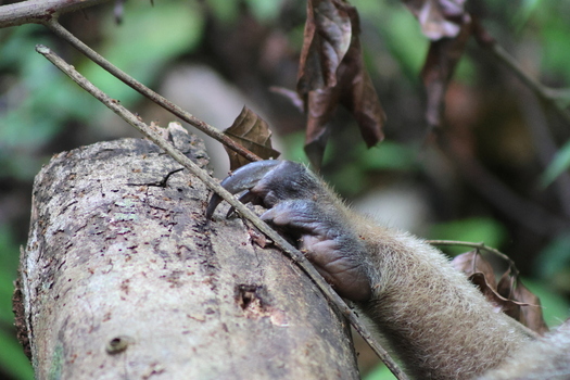 View of the clinging paw of an animal with long claws gripping a rough tree trunk against a backdrop of blurred foliage Quepos Puntarenas Province Costa Rica.