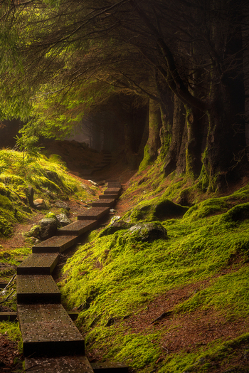 View of the Wicklow Way boardwalk path winding through a lush mossy forest with tall trees and soft golden light County Wicklow Ireland.