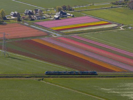 Aerial view of a train traveling through vibrant colorful tulip fields in the Netherlands. Aerial view of a train traveling through vibrant colorful tulip fields in the Netherlands.