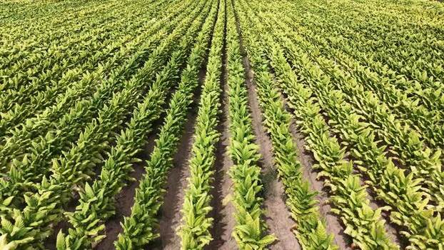 Aerial view of tobacco fields in Talayuela Spain. Aerial view of tobacco fields in Talayuela Spain.