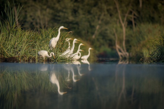 View of a group of great egrets standing in shallow water among tall grasses with their reflections visible in the calm surface in Debrzno Pomeranian Voivodeship Poland. View of a group of great egrets standing in shallow water among tall grasses with their reflections visible in the calm surface in Debrzno Pomeranian Voivodeship Poland.