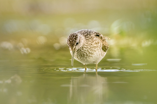 View of a sandpiper wading in shallow water with soft natural lighting and blurred green background Debrzno Pomeranian Voivodeship Poland.