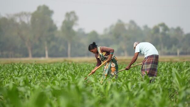 View of farmers working in a green field in Bogura Bangladesh. View of farmers working in a green field in Bogura Bangladesh.