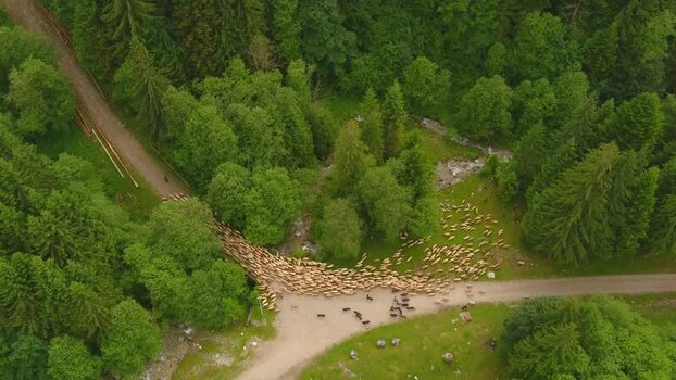 Aerial view of sheep flock moving through a forest in Romania. Aerial view of sheep flock moving through a forest in Romania.