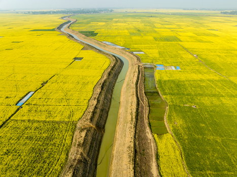 Aerial view of a waterway snaking through vibrant yellow mustard fields creating a striking contrast against the clear sky Sirajganj Rajshahi Division Bangladesh. Aerial view of a waterway snaking through vibrant yellow mustard fields creating a striking contrast against the clear sky Sirajganj Rajshahi Division Bangladesh.