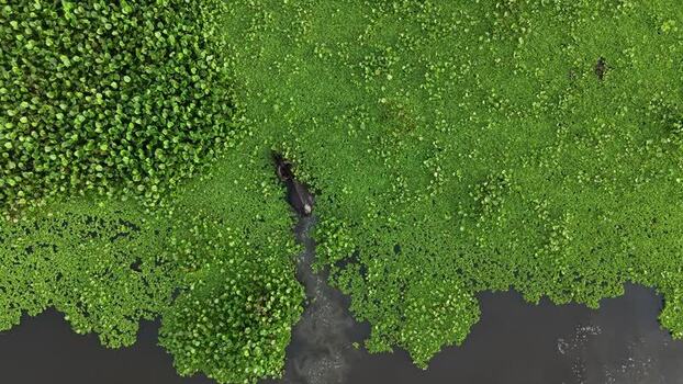 Aerial view of water buffalo in Kalurghat waterway Bangladesh.