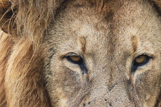 View of a male lion s face with intense eyes and a thick golden mane at Welgevonden Game Reserve in Waterberg District Municipality Limpopo South Africa. View of a male lion s face with intense eyes and a thick golden mane at Welgevonden Game Reserve in Waterberg District Municipality Limpopo South Africa.