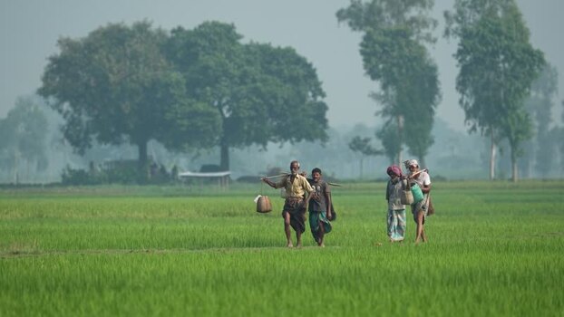 View of farmers walking through green rice fields Bangladesh.