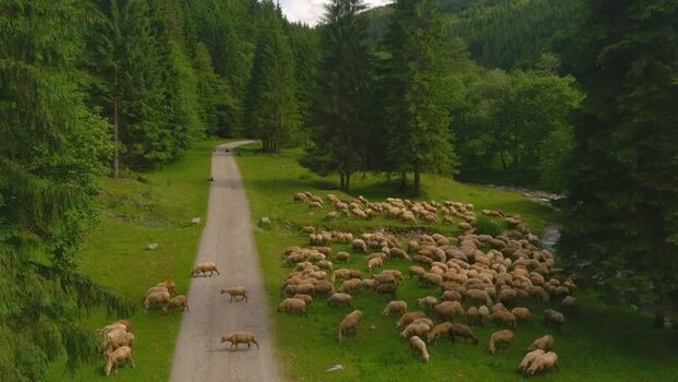 Aerial view of sheep grazing on a forest road Romania. Aerial view of sheep grazing on a forest road Romania.