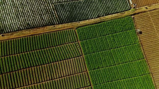 Aerial view of agricultural fields in Batu Indonesia.