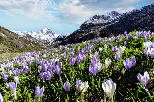 View of purple and white crocus flowers blooming in a mountain meadow with snow covered peaks under a blue sky in Madesimo Lombardy Italy. View of purple and white crocus flowers blooming in a mountain meadow with snow covered peaks under a blue sky in Madesimo Lombardy Italy.