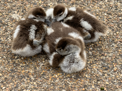 View of four fluffy brown and white ducklings huddled together on a gravel surface at the Edwin B. Forsythe National Wildlife Refuge in Galloway New Jersey United States. View of four fluffy brown and white ducklings huddled together on a gravel surface at the Edwin B. Forsythe National Wildlife Refuge in Galloway New Jersey United States.