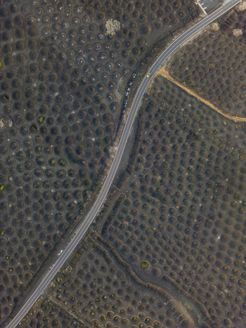 Aerial view of the unique volcanic vineyards of La Geria with circular stone walls and a winding road cutting through the black ash landscape in Lanzarote Canarias Spain. Aerial view of the unique volcanic vineyards of La Geria with circular stone walls and a winding road cutting through the black ash landscape in Lanzarote Canarias Spain.