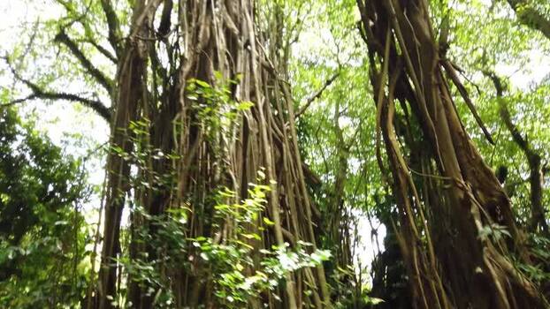 View of dense forest canopy Pitcairn Islands.