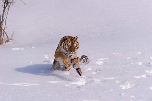 View of a Siberian tiger running through deep snow in the USA.