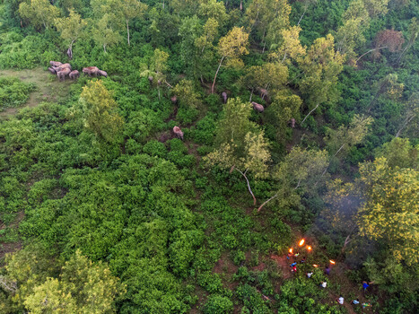 Aerial view of elephants amidst the lush greenery contrasting with the orange flames of a distant fire creating a striking scene Sherpur Mymensingh Division Bangladesh. Aerial view of elephants amidst the lush greenery contrasting with the orange flames of a distant fire creating a striking scene Sherpur Mymensingh Division Bangladesh.