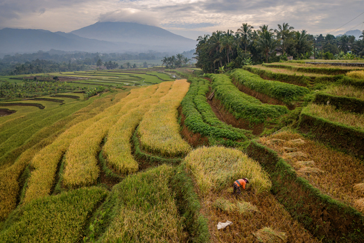 Aerial view of Ngendrosari rice terraces featuring a farmer harvesting golden rice crops amidst lush green hills and palm trees in Kajoran Central Java Indonesia. Aerial view of Ngendrosari rice terraces featuring a farmer harvesting golden rice crops amidst lush green hills and palm trees in Kajoran Central Java Indonesia.