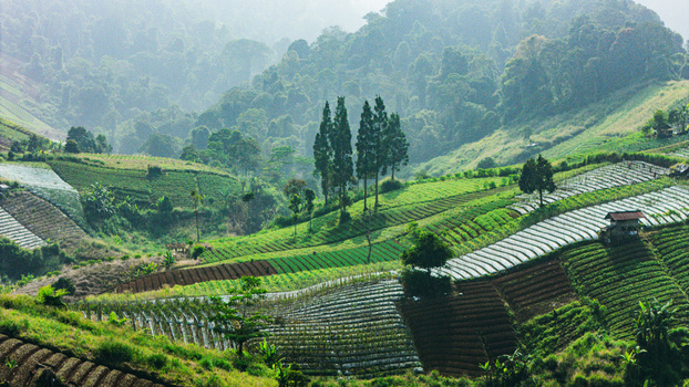 Aerial view of lush terraced agricultural fields on a hillside with scattered trees and misty mountains in the background Sukabumi West Java Indonesia. Aerial view of lush terraced agricultural fields on a hillside with scattered trees and misty mountains in the background Sukabumi West Java Indonesia.