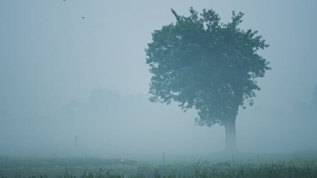 View of a lone tree in a misty field Bangladesh. View of a lone tree in a misty field Bangladesh.