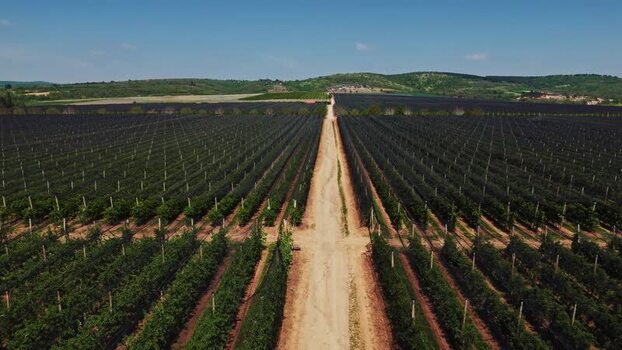 Aerial view of vineyard in Mala Remeta Serbia.