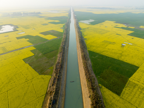 Aerial view of a long canal cutting through fields of vibrant yellow and green contrasting sharply with the clear sky Sirajganj Rajshahi Division Bangladesh. Aerial view of a long canal cutting through fields of vibrant yellow and green contrasting sharply with the clear sky Sirajganj Rajshahi Division Bangladesh.