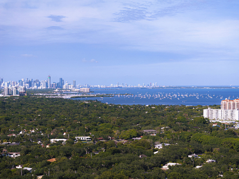 Aerial view of the lush green tree canopy and residential rooftops with the city skyline and bay in the distance Coral Gables Florida United States.