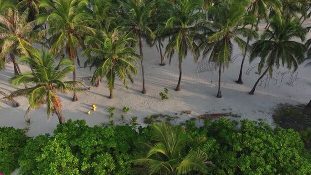 Aerial view of palm trees on a sandy beach Maldives. Aerial view of palm trees on a sandy beach Maldives.