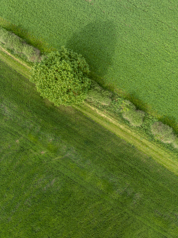 Aerial view of a solitary green tree casting a long shadow over lush agricultural fields and a diagonal hedge line.