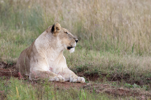 View of a lioness resting in the tall grass of the savanna at Kruger National Park in Hoedspruit Limpopo South Africa. View of a lioness resting in the tall grass of the savanna at Kruger National Park in Hoedspruit Limpopo South Africa.