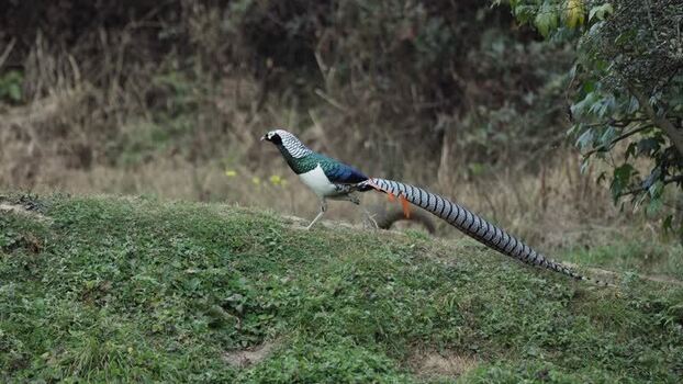 View of a beautiful long tailed bird in flight China.