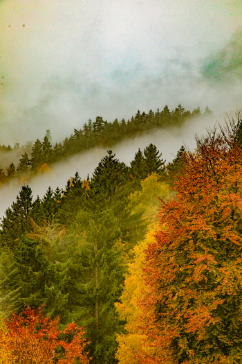 View of the Black Forest with autumn foliage and thick mist rolling over the hillsides in Offenburg Baden Wurttemberg Germany. View of the Black Forest with autumn foliage and thick mist rolling over the hillsides in Offenburg Baden Wurttemberg Germany.