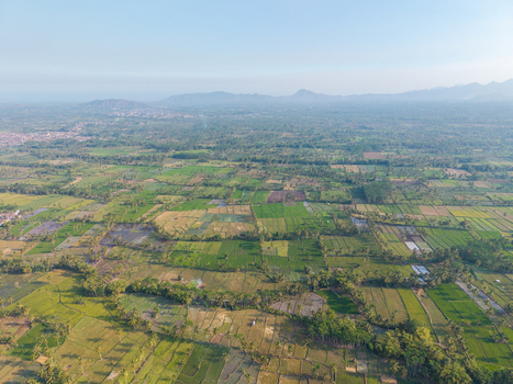 Aerial view of lush green agricultural fields and rice paddies surrounded by palm trees with distant mountains under a hazy sky in Candipuro East Java Indonesia.