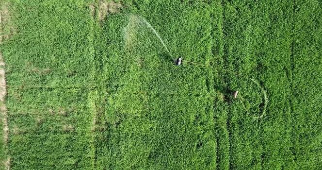 Aerial view of a farmer spraying water on green crops India. Aerial view of a farmer spraying water on green crops India.