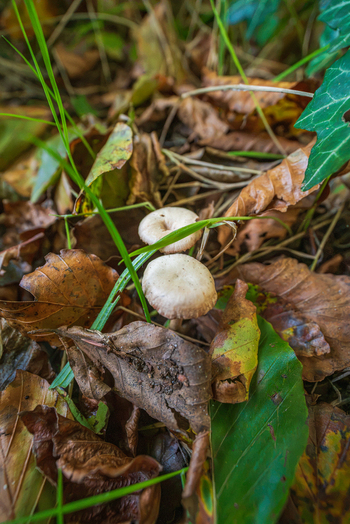 View of two small mushrooms growing among fallen brown leaves and green grass in Tregargus Valley Cornwall United Kingdom. View of two small mushrooms growing among fallen brown leaves and green grass in Tregargus Valley Cornwall United Kingdom.
