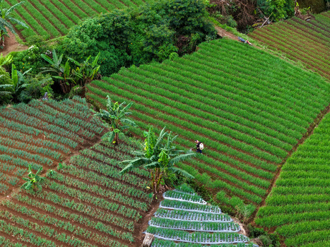 Aerial view of Terasering Panyaweuyan featuring lush green terraced vegetable fields with a farmer spraying crops near banana trees in Kecamatan Argapura Jawa Barat Indonesia. Aerial view of Terasering Panyaweuyan featuring lush green terraced vegetable fields with a farmer spraying crops near banana trees in Kecamatan Argapura Jawa Barat Indonesia.