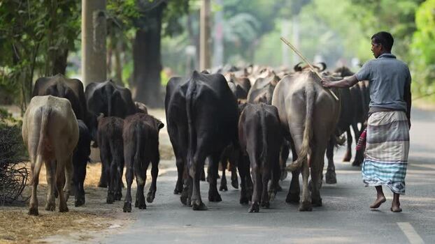 View of a man herding water buffaloes along a rural road Bangladesh. View of a man herding water buffaloes along a rural road Bangladesh.