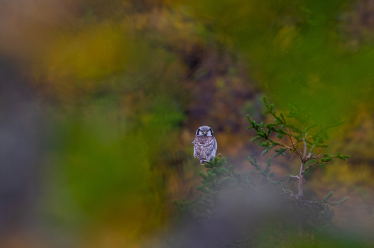 View of a Northern Hawk Owl perched on a small coniferous tree in a natural forest setting in Fjord More og Romsdal Norway.