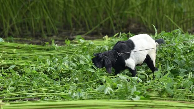 View of a black and white goat grazing on harvested jute Bangladesh.