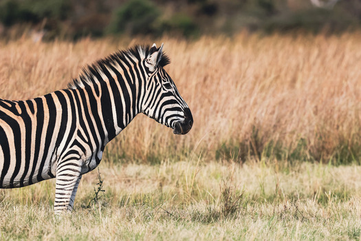 View of a zebra standing in the tall dry grass of the savanna at Welgevonden Game Reserve in Waterberg District Municipality Limpopo South Africa.