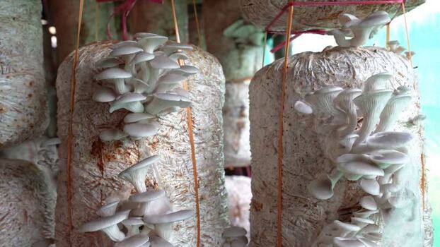View of oyster mushrooms growing in substrate bags Nepal.