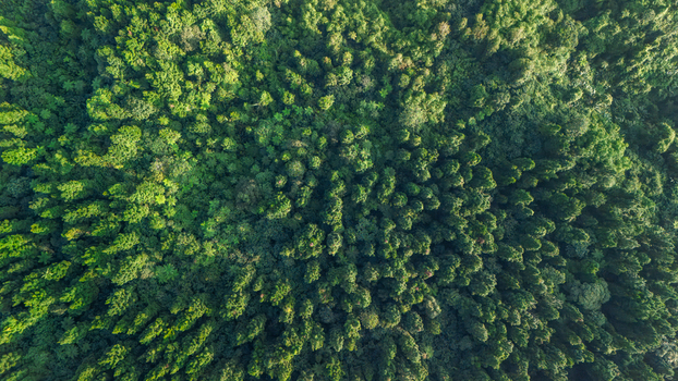 Aerial view of dense tropical forest canopy with lush green trees and sunlight illuminating the foliage in Sukabumi West Java Indonesia. Aerial view of dense tropical forest canopy with lush green trees and sunlight illuminating the foliage in Sukabumi West Java Indonesia.