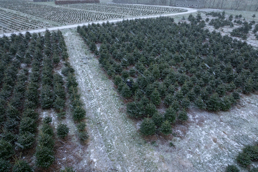 Aerial view of rows of young evergreen trees in a Christmas tree plantation covered in a light dusting of snow in Hjelmelandsvagen Rogaland Norway.
